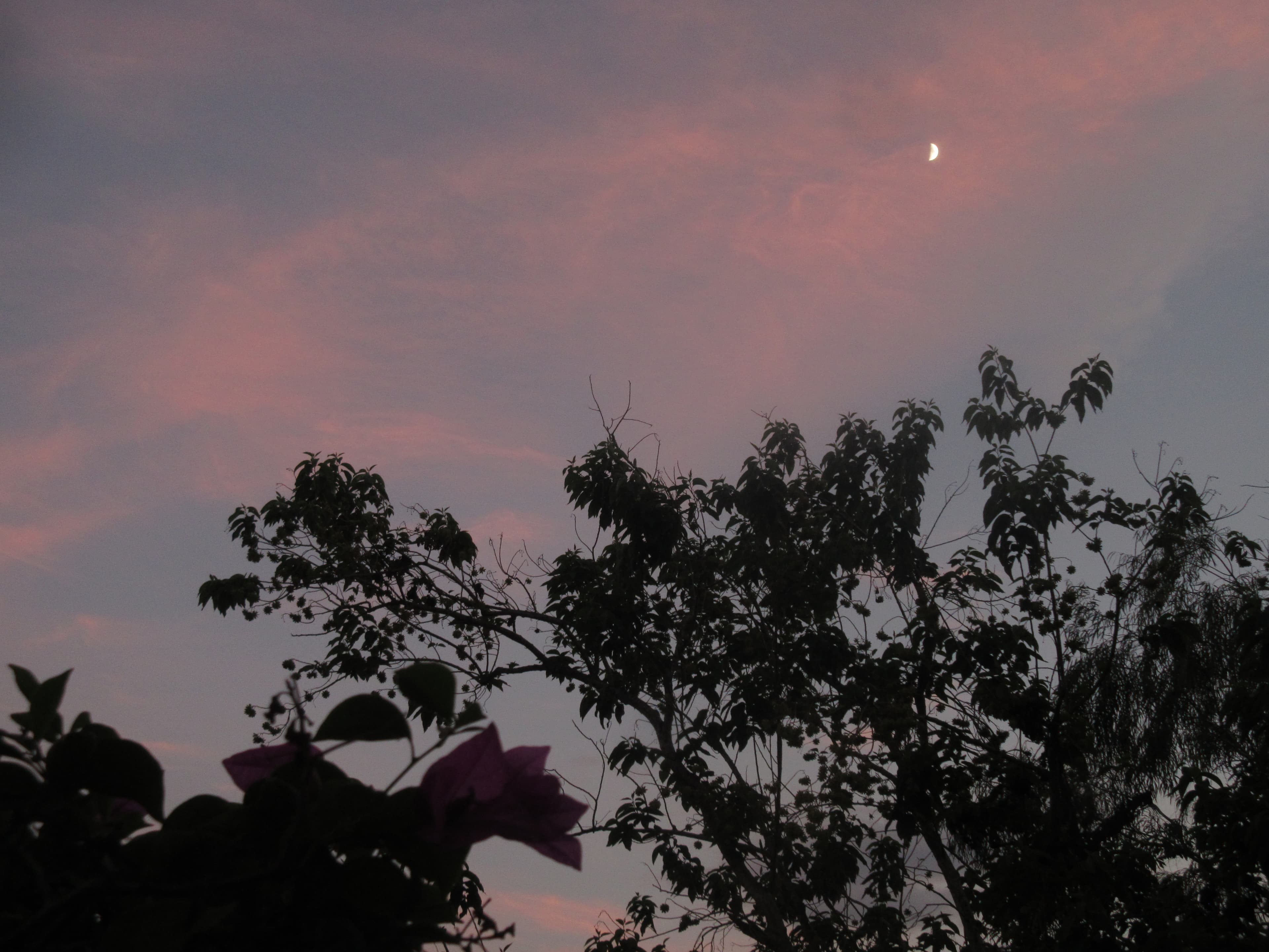 心有猛虎，细嗅蔷薇